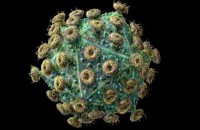 В вирусе СПИДа нашли слабое звено 