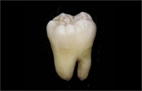Учёные вырастили и вживили зуб из стволовых клеток 