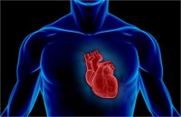 Фруктоза провоцирует болезни сердца