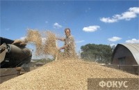 Почему аграриям Украины стало сложнее выращивать зерновые