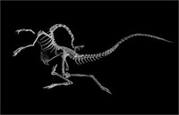 Ученые нашли причину странных поз у мертвых динозавров