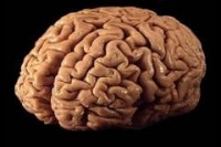 Оказалось, что человеческий мозг достиг вершины развития