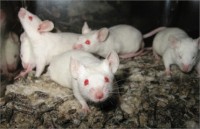 Ученые научились лечить мышей от рака