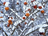 Витаминное подкрепление: как выбрать полезные зимние фрукты