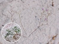 Биологи обнаружили плотоядные растения, которые охотятся на своих жертв под землей