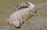 Ученые нашли древнейшего предка крокодилов