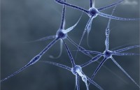 Ученые научились сращивать разорванные нервы