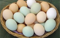 В Германии вновь нашли диоксин в куриных яйцах