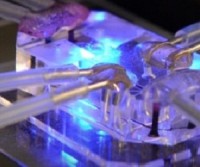 Органы на чипе искоренят испытания на животных