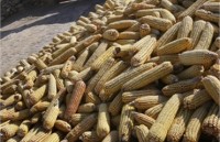 Украина будет возвращать Китаю кредит на $3 млрд кукурузой 