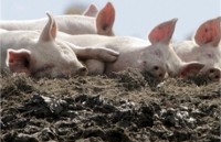 Власти установили ограничения на экспорт свинины из Запорожской области