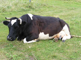 В Запорожской области у коров обнаружен вирус сибирской язвы 