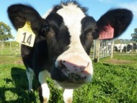 Трансгенная корова начала вырабатывать гипоаллергенное молоко