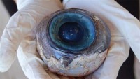 На пляже Флориды обнаружен загадочный гигантский глаз