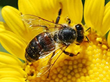 Наночастицы с пчелиным ядом уничтожают ВИЧ, уверены учёные 