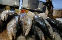 Ученые: чрезмерное употребление красной рыбы может вызвать рак 