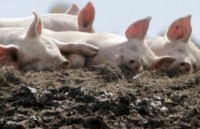 В Херсонской области неизвестные в масках похитили с фермы пять свиней, четырех быков и козу 