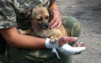Собака Жужа трижды спасла жизнь пограничнику в пункте 