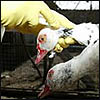    H5N1     ,   